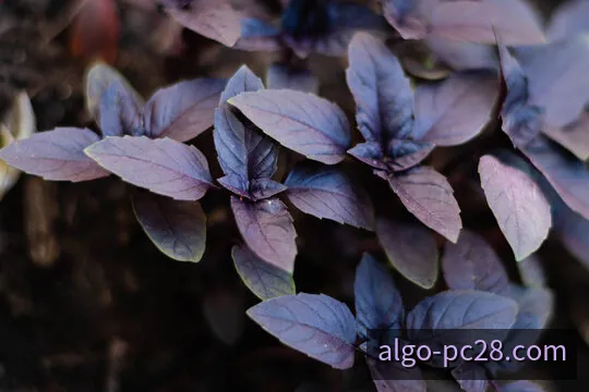 加拿大28开奖时间与连续期次节奏示意